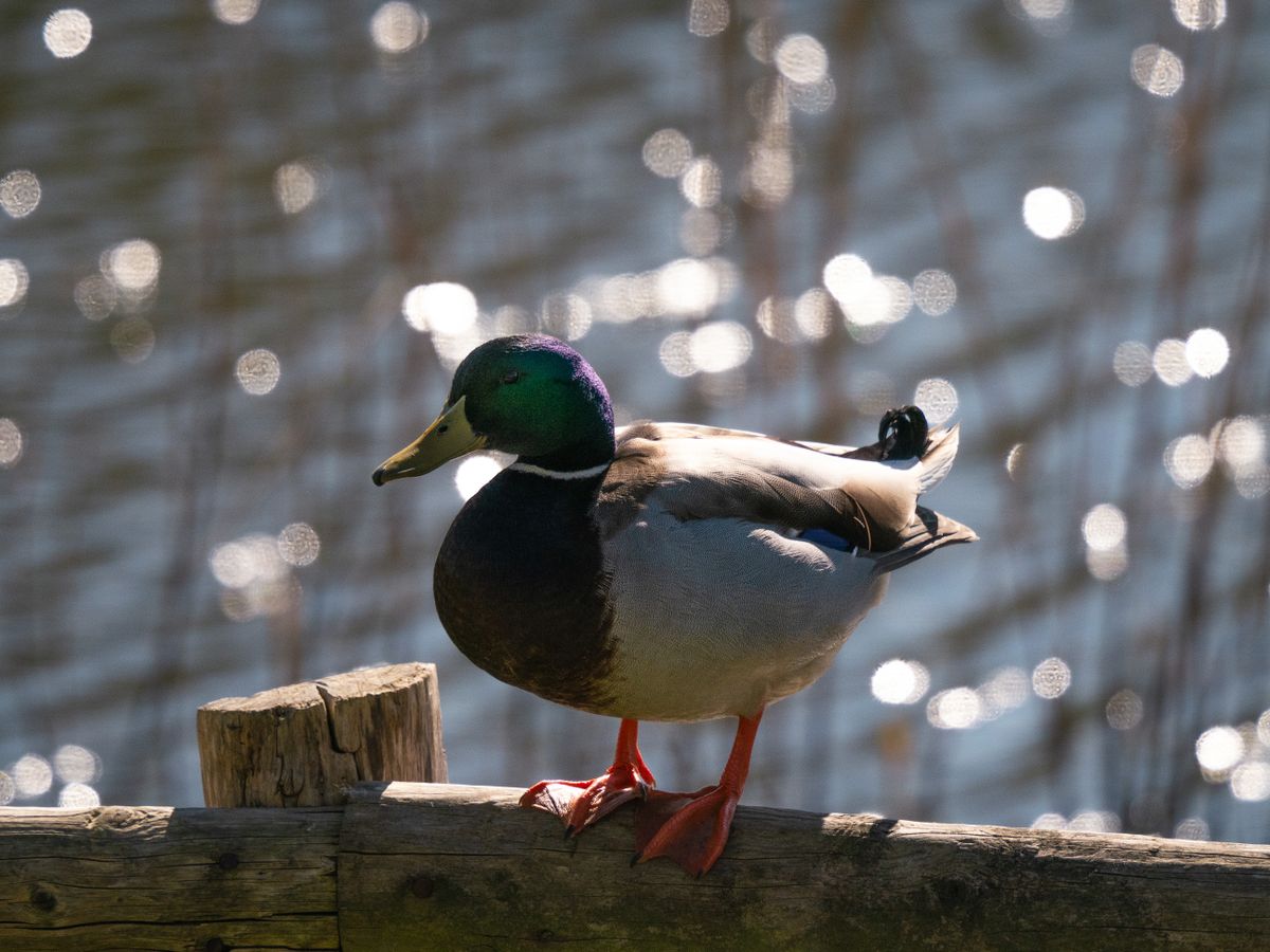 Mallard at Slimbridge Wetland Centre on a fence post surrounded by bokeh