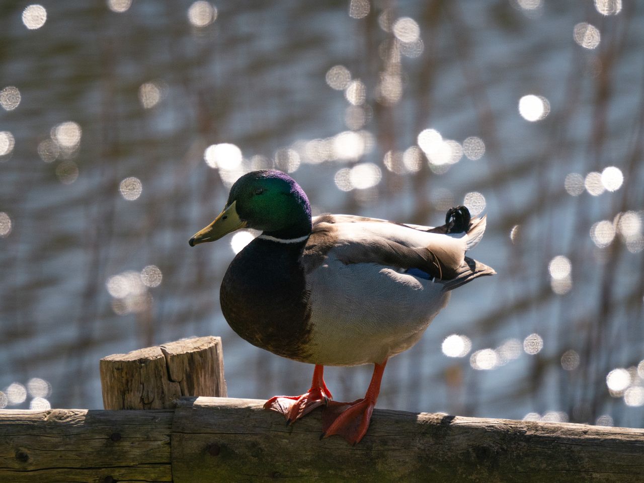 Mallard at Slimbridge Wetland Centre on a fence post surrounded by bokeh