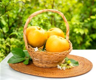 asian pears freshly harvested and gathered in a basket