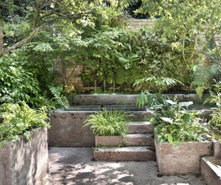 Water garden with ferns and plants for shade
