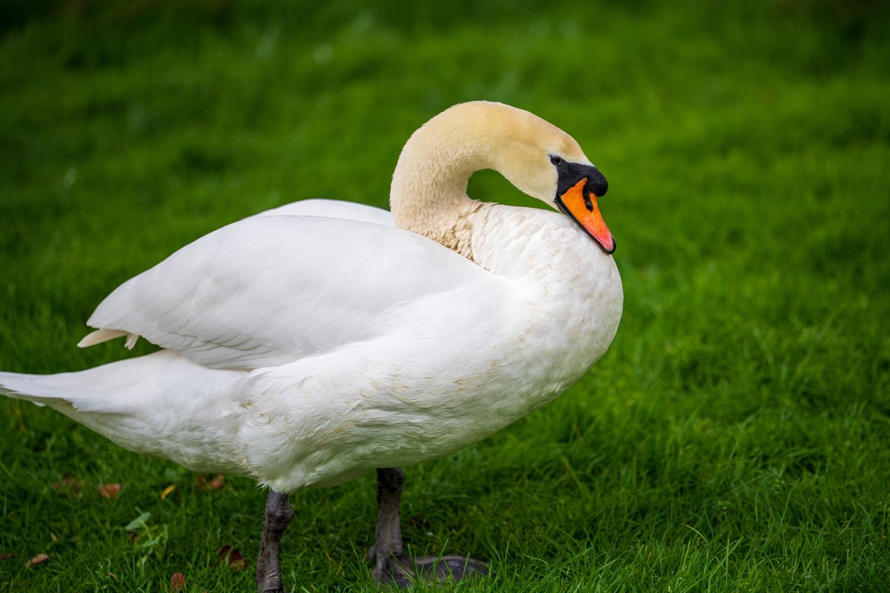 Sony FE 50-150mm f/2 G Master example shot