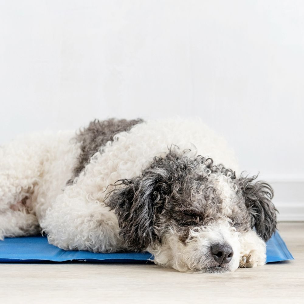 Dog lying on a blue cooling mat