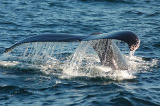 A humpback whale tail is displayed as the animal dives in Stellwagen Bank National Marine Sanctuary at the mouth of Massachusetts Bay.