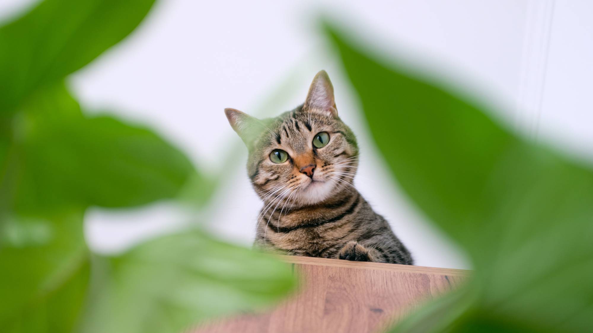Cat looks down on houseplants
