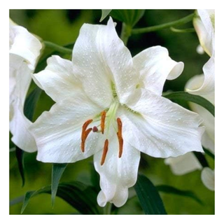 A close-up of a blooming white Asiatic lily