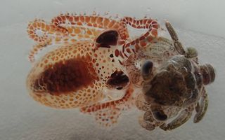 Though tiny, this baby octopus is more than a match for an even tinier crab.