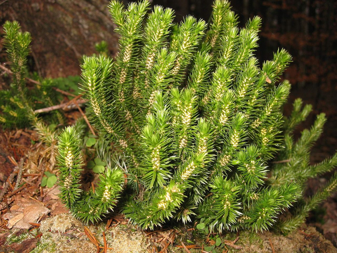 Fir Clubmoss Plant