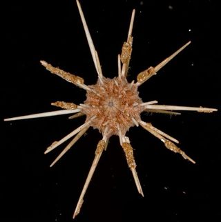 A pencil urchin collected at 1,750 feet (533 meters) depth has tubeworms attached to its spines. The view is from the under- or 'oral' side.