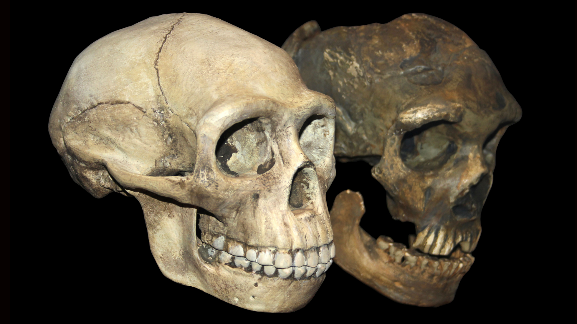 two skulls, one lighter and one darker, of Homo erectus and Neanderthal