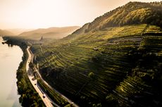 Gr&uuml;ner Veltliner