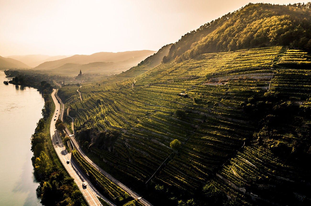 Gr&uuml;ner Veltliner