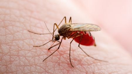 Dangerous Zika Infected Mosquito Skin Bite. Leishmaniasis, Encephalitis, Yellow Fever, Dengue, Malaria Disease, Mayaro or Zika Virus Infectious Culex Mosquito Parasite Insect Macro.