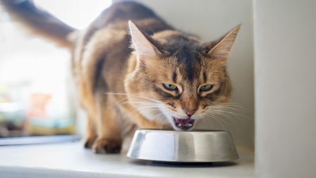 a cat eats from a bowl of food