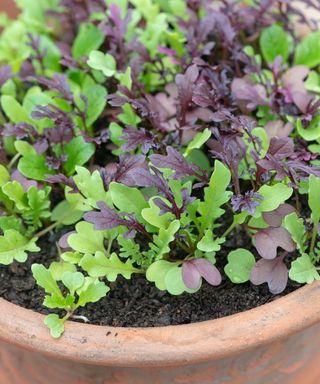 Mixed salad leaves grown in a container in april