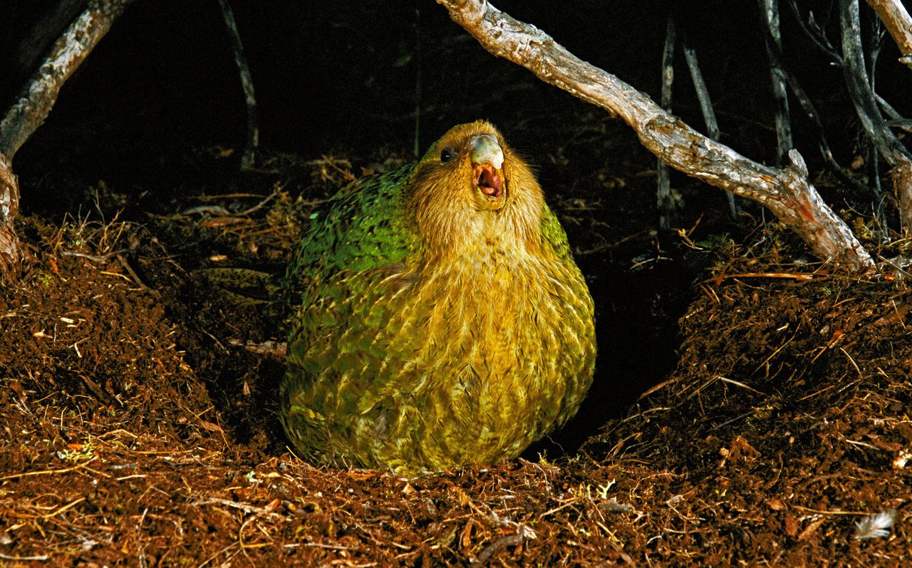 A kakapo on Codfish Island, New Zealand.