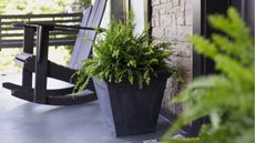 How to overwinter a Boston fern