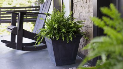 How to overwinter a Boston fern