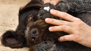 Dog getting moisturiser applied to paw