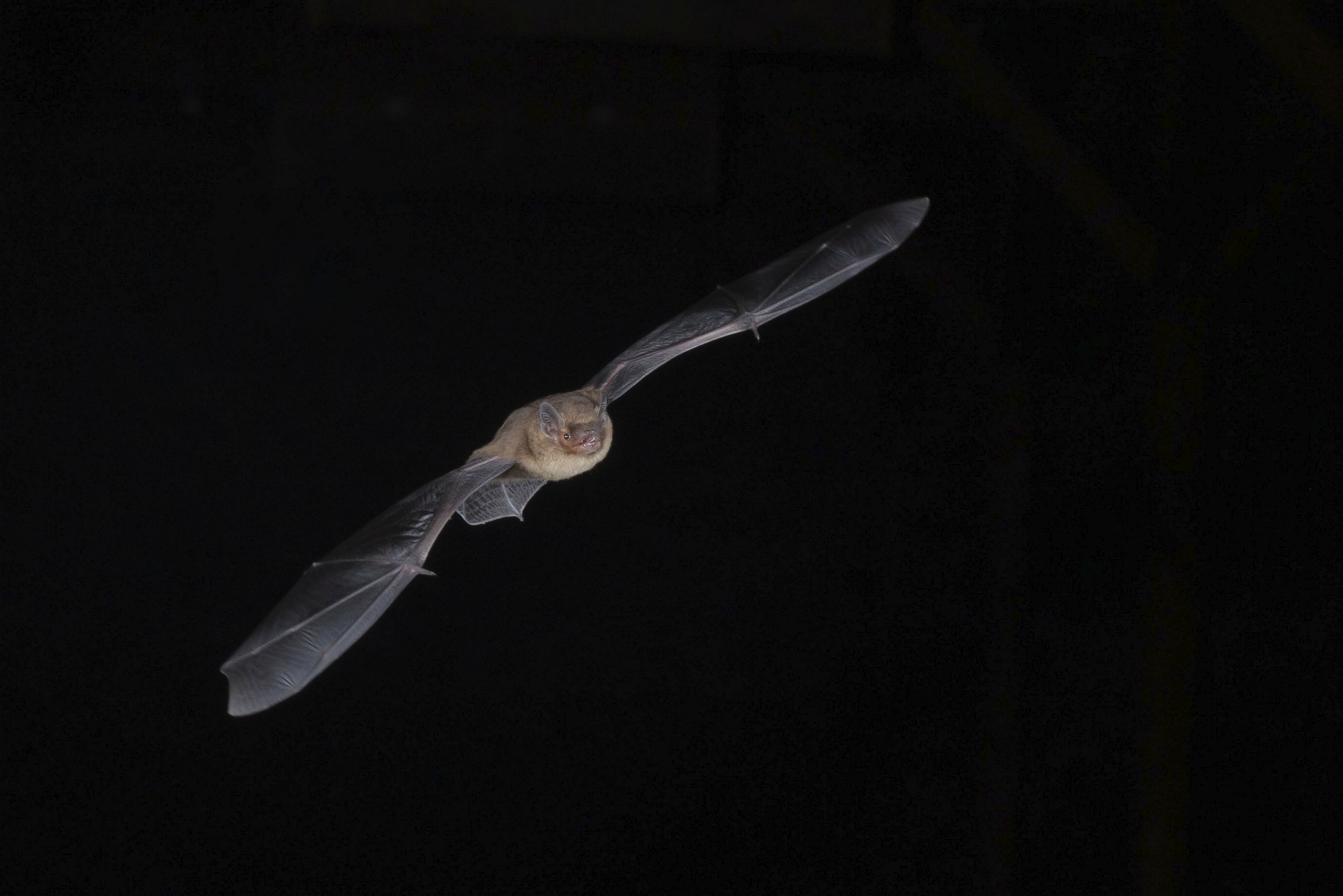 Pipistrelle bat mid-flight