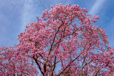 One of the magnificent Champion Trees at Borde Hill, Magnolia campbellii, which was planted in the 1920s. Its trunk grows straight for 20ft. Borde Hill Gardens, West Sussex. ©Clive Nichols