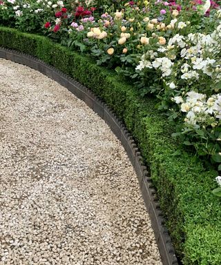 gravel path alongside topiary hedges and roses