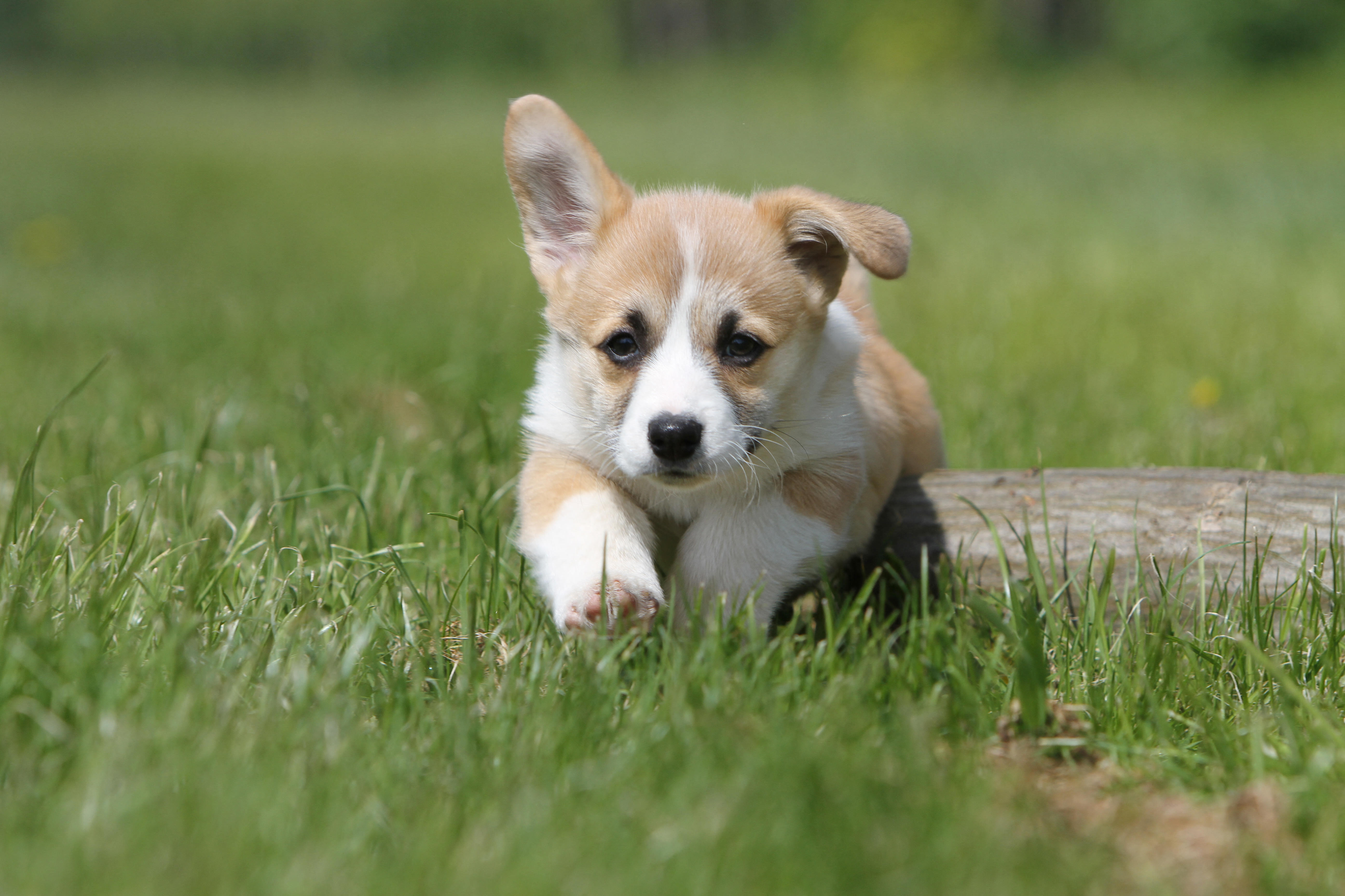 A small tan-and-white puppy runs through green grass, stepping over a short log, with one ear perked up and the other flopping down.