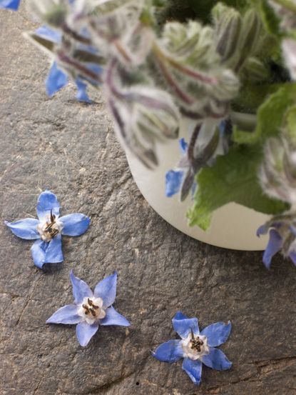Potted Borage Herbs With Fallen Blue Flowers