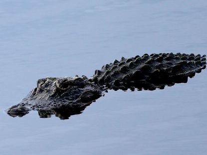 Gator