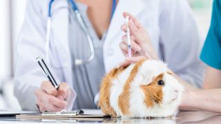 Guinea pig being vaccinated