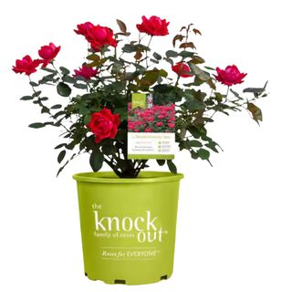 Red rose bush in a plastic green pot