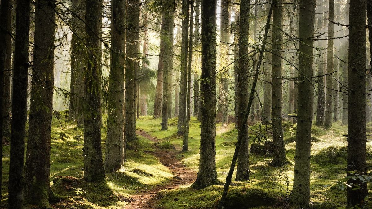 What Is Forest Bathing – And Why Is It Good For Us? | Advnture