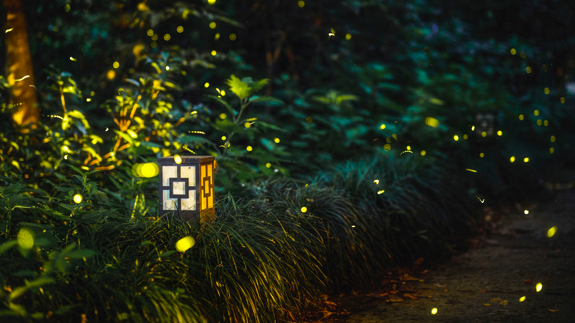 fireflies along garden path with light