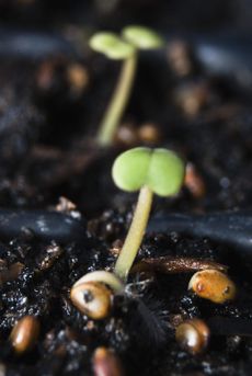 Close Up Of A Seedling