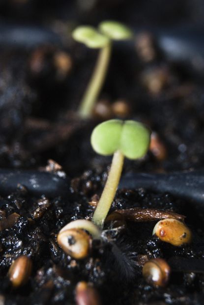 Close Up Of A Seedling