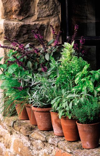 Kitchen garden ideas - herbs