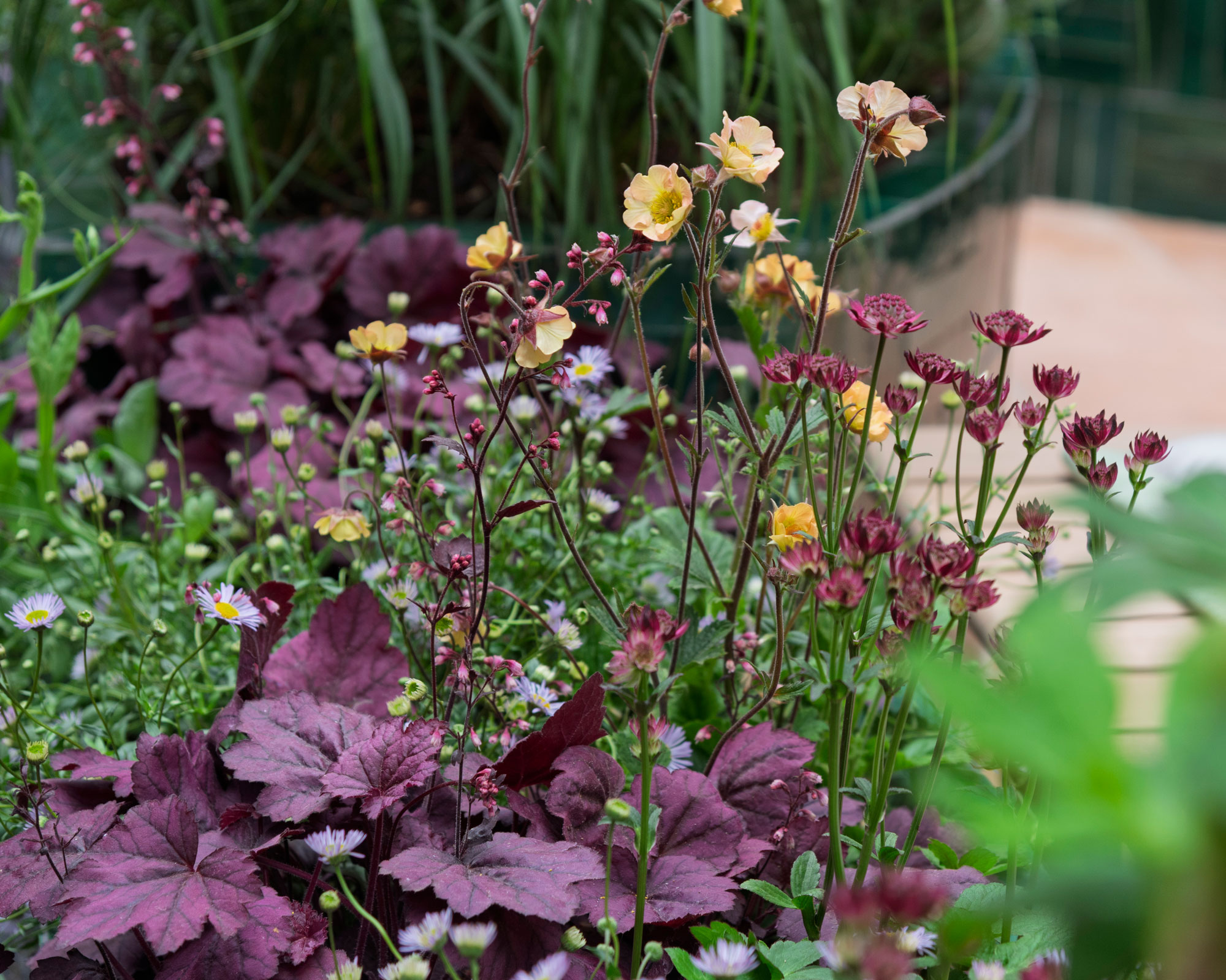 dark purple heuchera leaves with dark red astrantia flowers and pale orange geum flowers in flowerbed planting design