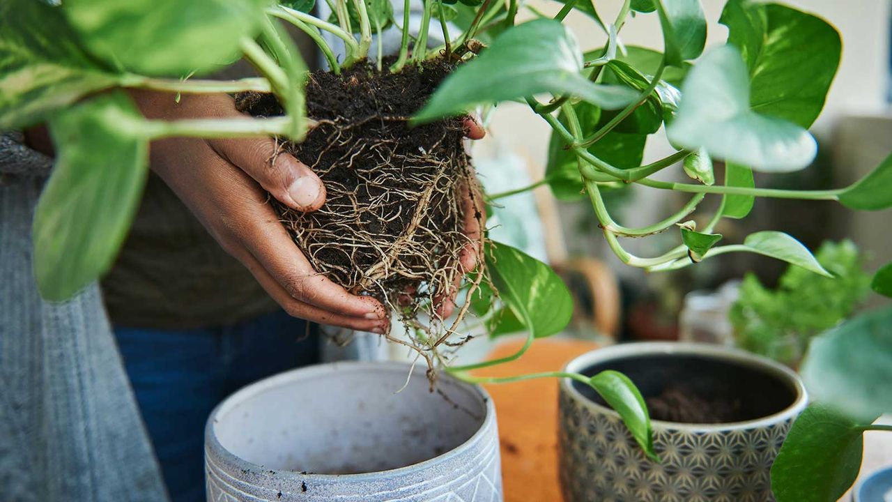 repotting a pothos