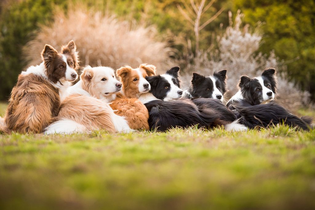 Dogs 9