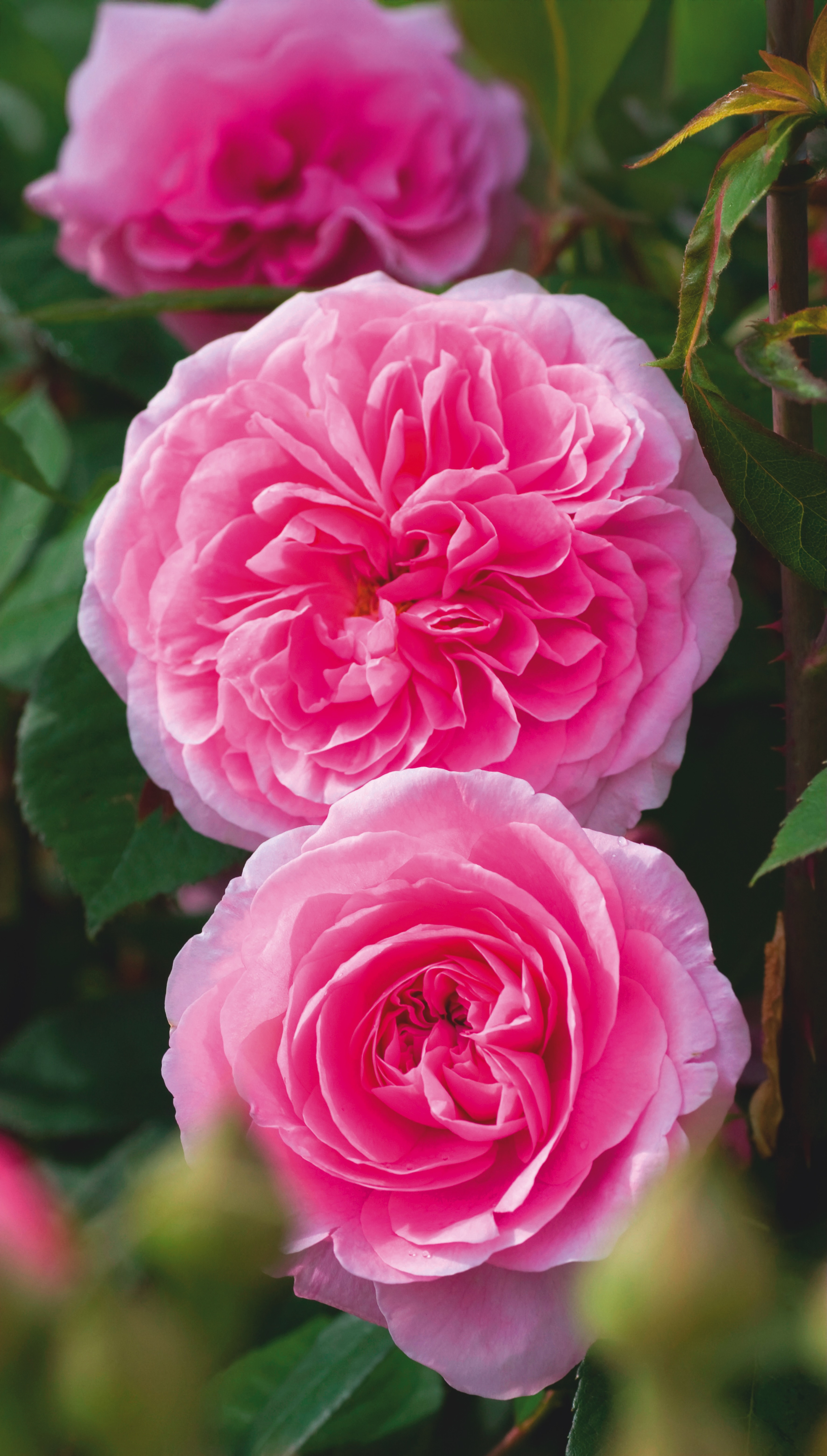 Three frilly, bright pink roses