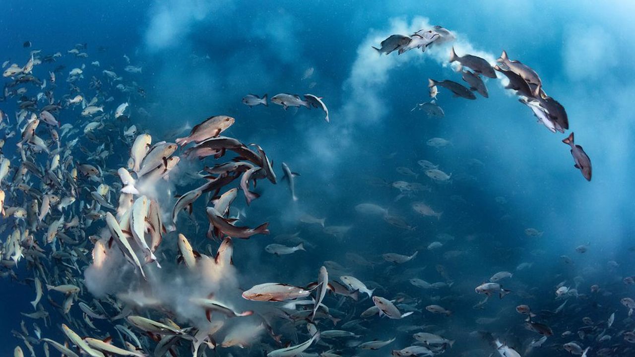 Winner, Underwater category: Snapper party