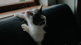 Kitten scratching couch