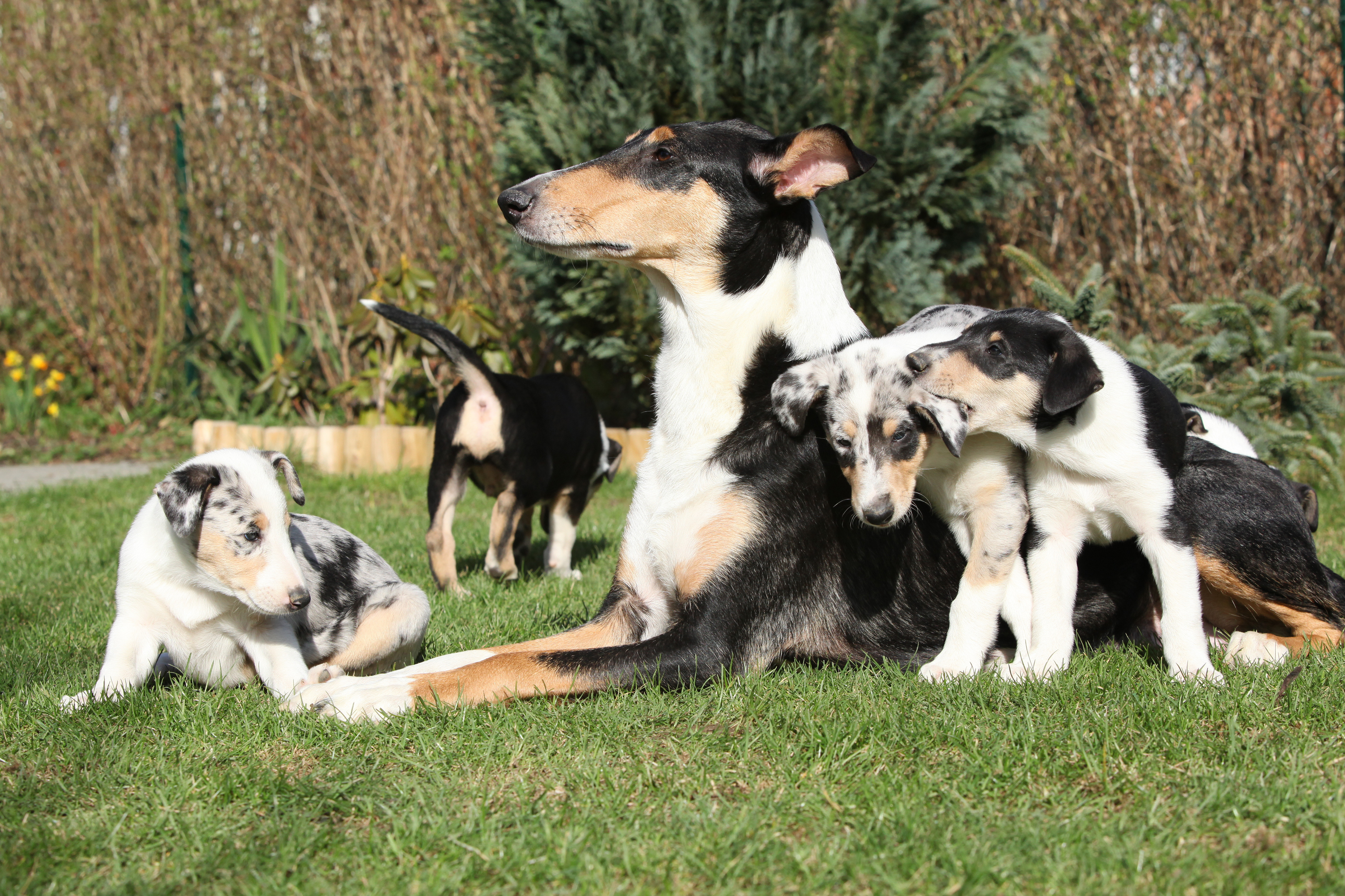 A tricolour Smooth Collie lies on the grass with her playful puppies, including blue merle and tricolour pups, climbing over her in a garden setting.