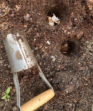 Planting daffodil bulbs in the ground with a bulb planter