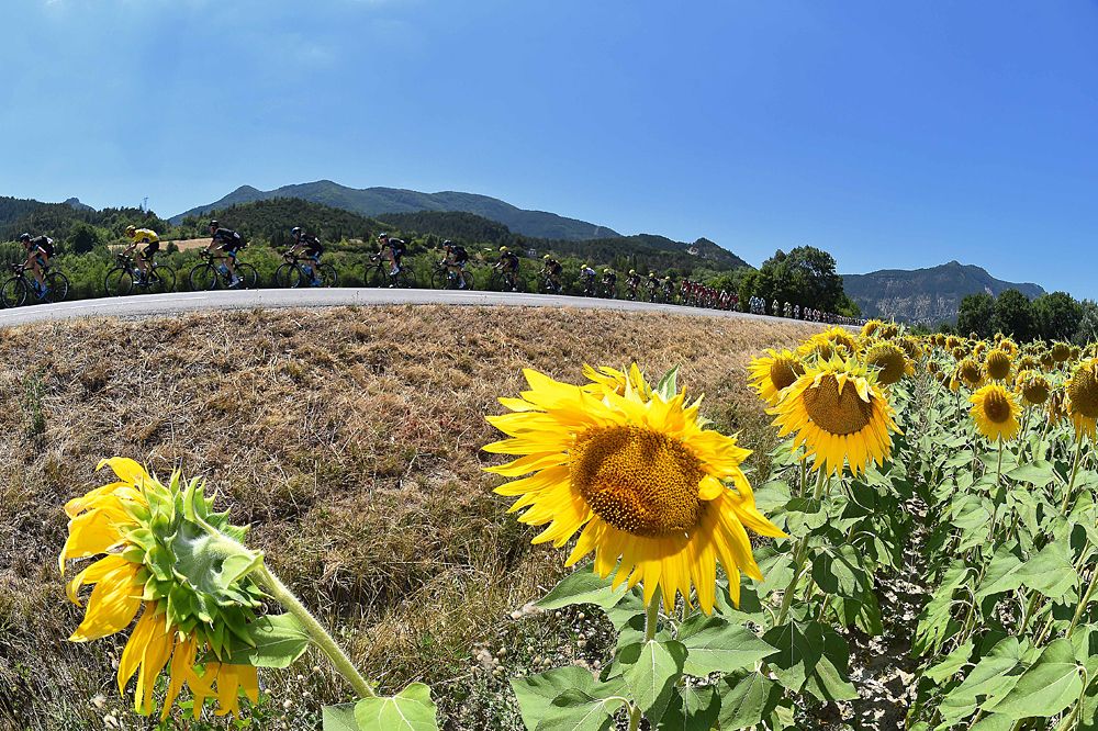 Sun flowers