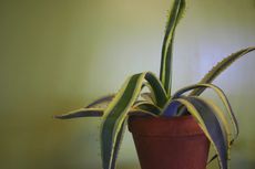 Indoor Potted Yucca Plant