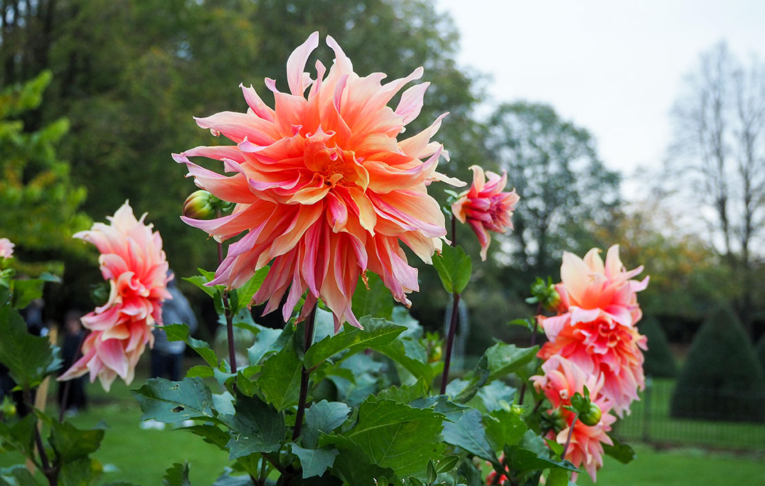 Stunning Labyrinth Dahlias at Chenies Manor Garden, Buckinghamshire in October.