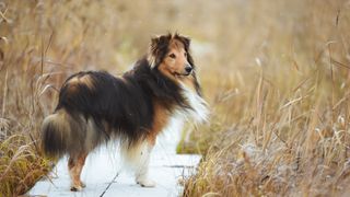 Shetland sheepdog