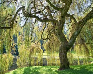 Weeping willow tree on water side