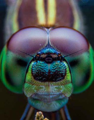 Hexagons: Fly's eye