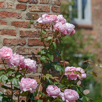 Rose bush with pink rose blooms in front of a red brick wall, with house behind